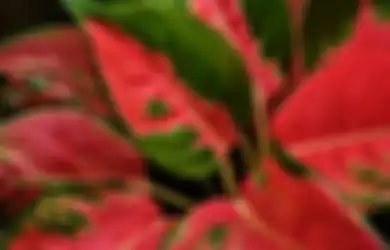 Aneka Tips Hari Ini, Aglonema Kesayangan Cantik Berseri, Simak Cara Simpel Membuat Daun Aglonema Mengillap Berikut