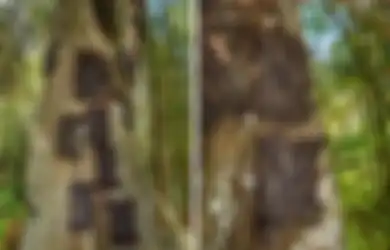Passiliran, Ritual Pemakaman Suku Toraja, Tradisi Mengubur Bayi Meninggal di Lubang Pohon Besar, Ada Satu Syarat yang Tidak Boleh Dilanggar
