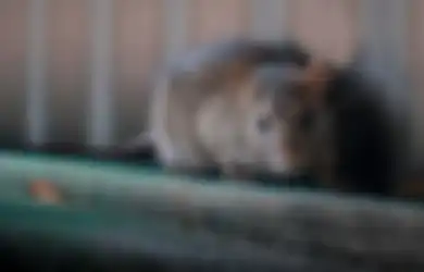 TIPS HIDUP Nyaman Tanpa Gangguan Tikus di Rumah, Cukup Gunakan Bumbu Dapur Ini Hewan Menjijikan Itu Dijamin Kabur Tak Kembali, Pasti Nyesel Baru Tahu