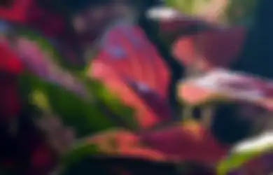 Aneka Tips, Simpel Tapi Bisa Buat Aglonema Kesayangan Tumbuh Subur dan Rimbun, Simak Cara Membuat Pupuk untuk Tanaman Hias Berikut Ini