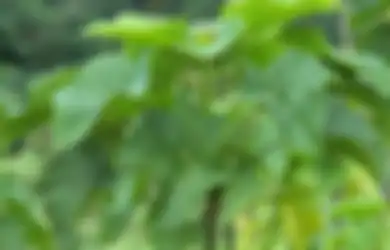 Tak Perlu Mahal, Obat Sariawan Bisa Pakai Daun yang Tumbuh di Taman Belakang Ini, Sariawan Membandel Lenyap Langsung!