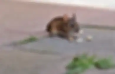 Jadi Binatang Meresahkan dan Bawa Penyakit, Simak Tips Ampuh Usir Tikus dari Rumah Gunakan Daun Pandan, Begini Caranya