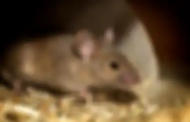 Jangan Lagi Pakai Racun Tikus Karena Bisa Datangkan Petaka, Cukup Beli Air Kelapa dan Olah Seperti ini, Tikus Langsung Kabur