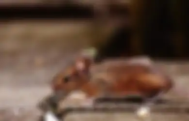 Aneka Tips Harian, Ternyata Begini Cara Mudah dan Ampuh Usir Tikus dari Rumah, Cuma Modal Bahan yang Ada di Dapur Ini Saja kok