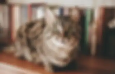Mitos yang Dipercaya oleh Banyak Orang, Ini Kata Buya Yahya Soal Menabrak Kucing Sampai Mati yang Disebut Bisa Sebabkan Masuk Neraka, Benarkah?