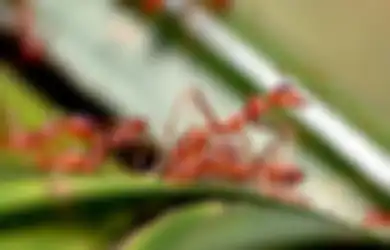 Aneka Tips Harian, Siapa Sangka Kulit Buah Ini Ternyata Ampuh Usir Semut dari Rumah loh, Dijamin Gak Bakal Balik Lagi