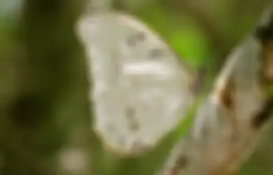 Jawaban Tuliskan dalam Bentuk Peta Pikiran Perkembangbiakan Hewan 