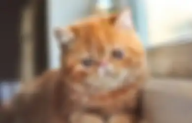 Bantuin Manusia, Ternyata Ini 3 Manfaat Pelihara Kucing untuk Mengusir Stress