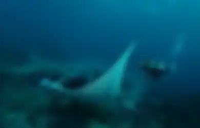 Pendam Kecewa, Gisel Bersyukur Masih Bisa Ketemu Makhluk Jinak di Bali, Foto Diving Ibunda Gempi Disorot