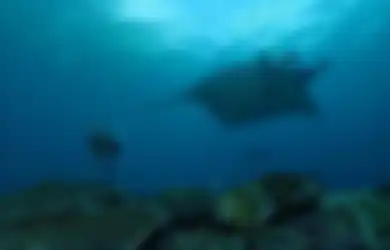 Ketemu Ikan Raksasa di Nusa Penida, Gisel Sampai Bilang Begini ke Pria Ini, Foto Janda Gading Marten Diving Disorot