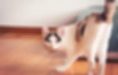 Penyelamat! 5 Aroma Ini Bisa Cegah Kucing di Rumah Pipis Sembarangan!
