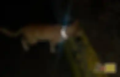 Menarik! Rayakan Hari Kucing Internasional, Mahasiswa Unpad Pasang “Reflective Collar” ke Kucing Jalanan di Jatinangor