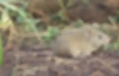 Tikus di Rumah Bikin Naik Pitam, Coba Tanam 4 Tumbuhan ini Dijamin Hewan Pengerat Nggak Bersarang Lagi