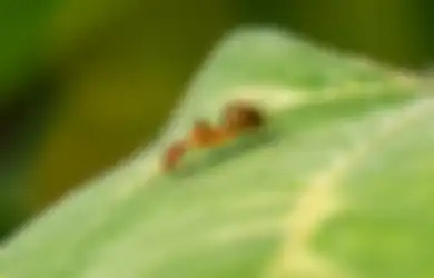 Jawaban Tulislah Pendapatmu Tentang Sikan yang Diperlihatkan oleh Semut dan Belalang
