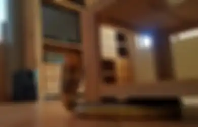 Ular Banyak Keluar dari Sarang Saat Musim Hujan Tiba dan Masuk ke Rumah-rumah, Kenali Jenis Bisa Ular dan Jangan Pernah Lakukan Hal Ini Ketika Digigit Ular!