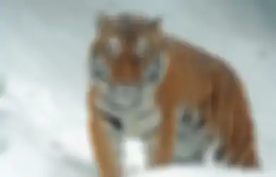 Ramalan Khodam Harimau Konon Sangat Menyukai 3 Weton Ini, Apa Alasannya?