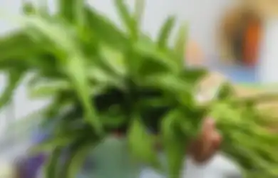 Aneka Tips Kesehatan, Pantas Jadi Rebutan Emak-emak, Rutin Makan Kangkung Ternyata  Bisa Bikin Penyakit Mematikan Ini Gak Berani Mampir ke Tubuh