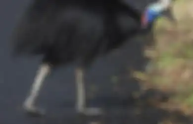 Hati-hati, 4 Jenis Burung Ini adalah Burung Paling Berbahaya di Dunia!