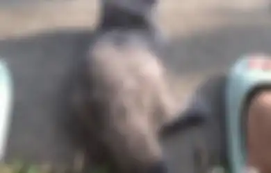 Kucing Gisel Senang Lakukan Ini di Pagi Hari, Foto Aksinya Diunggah