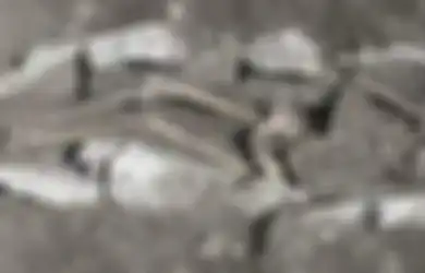 Berusia 3.000 Tahun, Sisa-sisa Kerangka dengan Tengkorak yang Tidak Utuh Ditemukan di Dekat Gunung Lykaion di Yunani, Benarkah Karena Pengorbanan Manusia?