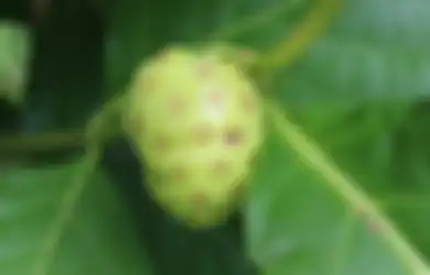 Tips Kesehatan untuk Penderita Asam Lambung, Inilah Manfaat Buah Mengkudu yang Jarang Disadari