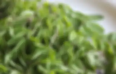 Aneka Tips Kesehatan, Rahasia Bebas Penyakit Mematikan Ternyata Cukup Olah Daun Kelor Jadi Seperti Ini, Siap-siap Tubuh Alami Perubahan Menakjubkan