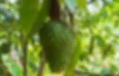 Bukan Cuma Ampuh Obati Sel kanker, Daun Ajaib Ini Juga Sering Digunakan Tukang Kebun untuk Usir Hama Tanaman, Langsung Hilang Dalam Sehari!