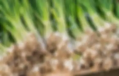Aneka Tips Harian, Ibu-ibu Wajib Tahu, Ternyata Begini Cara Tepat Simpan Daun Bawang agar Awet dan Segar Selama Berhari-hari