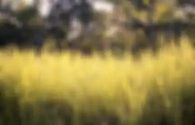 Aneka Tips Harian, Gak Pakai Mahal, Ternyata Begini Cara Mudah Basmi Rumput Liar Secara Alami