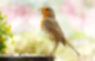 Kepergok Melakukan Hubungan Intim dengan Burung Camar Sembari Nonton Film Porno, Aksi Gila Pria Ini Auto Bikin Trauma
