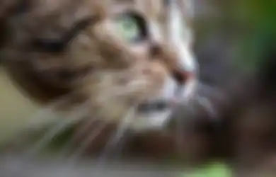 Jangan Potong Kumis Kucing, Kemampuan GPS-nya Bisa Hilang & Kebingungan 