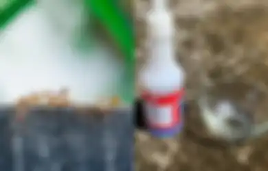 Mau Basmi Semut Tanpa Gunakan Racun Berbahaya? Letakkan Beberapa Bahan Dapur Ini, Semut Lari Kocar Kacir Musnah Selamanya
