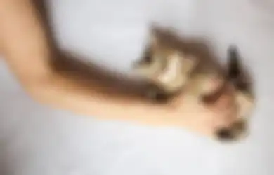 Dari Penyakit Lyme Hingga HIV, Ini Bahaya Konsumsi Daging Kucing