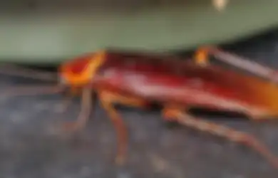 Aneka Tips Harian, Jangan Dibiarkan Bisa Berbahaya Bagi Kesehatan, Ternyata 5 Hal ini Jadi Penyebab Kecoak Masuk Rumah