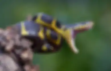 4 Weton Pemilik Khodam Ular yang Punya Karakter Pemarah, Licik dan Tukang Bohong