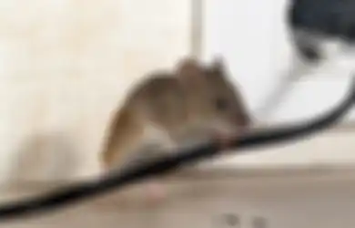 Tips Hidup: Rumah Dijamin Bebas Tikus Dalam Waktu Singkat, Modalnya Cuma Pakai Cuka Putih