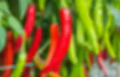 Jelang Bulan Suci Ramadan 2023, Harga Bahan Pokok di Beberapa Kota Besar Alami Kenaikan