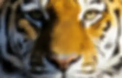 Dipermudah dalam Hal Pekerjaan, Orang Pemilik Khodam Harimau Loreng Identik dengan Sikap Berwibawa, Cocok Jadi Pemimpin