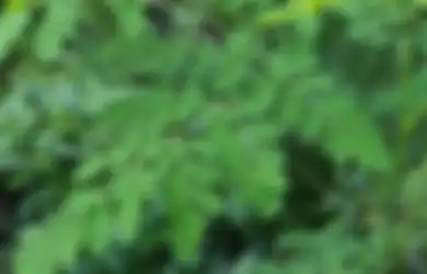 Tips Hidup Mengenal Manfaat Daun Kelor yang Dijuluki Miracle Tree, Harganya Murah tapi Kualitas Mendunia