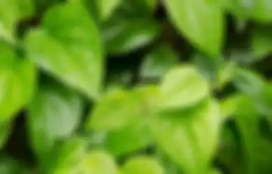 Aneka Tips Kecantikan, Daun Sirih Ternyata Ampuh untuk Menghilangkan Bau Badan