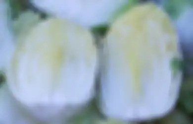 Aneka Tips Kesehatan, Ampuh Lawan Penyakit Mematikan Ini, Ternyata Begini Manfaat Luar Biasa dari Sawi Putih