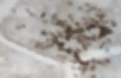 Aneka Tips Harian, Begini Cara Gampang Mengusir Semut Gula di Rumah, Ampuh Banget!
