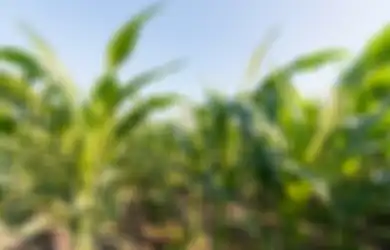 Ide Pokok Bacaan Bagaimana Jagung Berkembang Biak Jawaban Kelas 6 SD