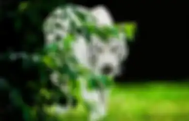 4 Ciri-ciri Fisik Orang yang Diam-diam Punya Khodam Macan Putih