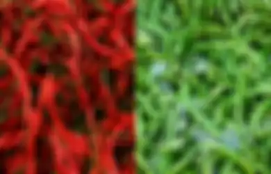 Hari Ini Harga Sembako Cabai Merah Keriting dan Cabai Hijau Keriting Naik Sampai Rp 14 Ribu!