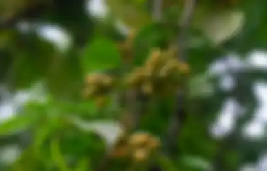 Nyesel Baru Tahu, Ternyata Daun Melinjo Ampuh Jadi Obat Alami Deretan Penyakit Ini