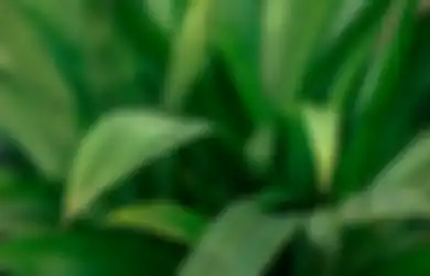 Jawaban Kesimpulan Bacaan Teks Daun Pandan yang Wangi Kelas 6 SD 