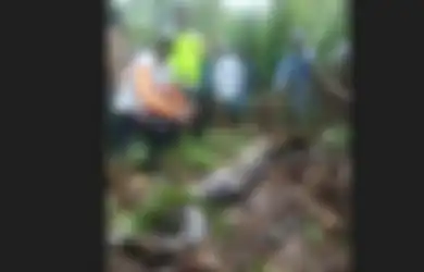 Bunuh Ular Piton Sepanjang 6 Meter, Warga Syok Temukan Jasad Ibu-ibu Penyadap Karet, Begini Kondisinya