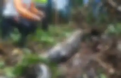 Ngeri Kali Sempat Menghilang, Ibu 52 Tahun Ditemuin dalam Perut Ular Piton!