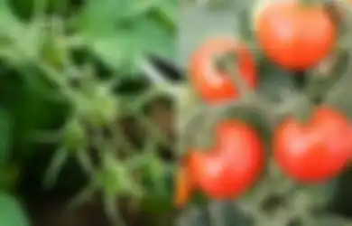 Banyak yang Salah Kaprah, Daun Tomat yang Selama Ini Dianggap Beracun Ternyata Bisa Bikin Tubuh Terbebas dari Penyakit Mematikan ini